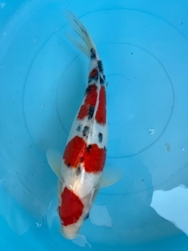 錦鯉　大正三色