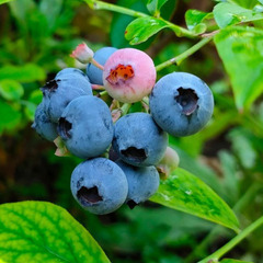 ブルーベリー