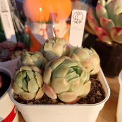 植物友達募集