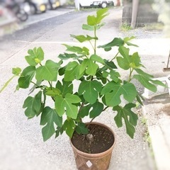 イチジク 鉢植え