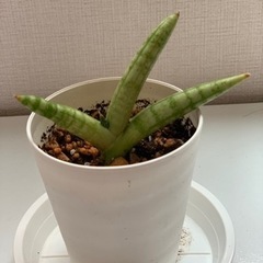 【観葉植物】サンスベリア　ボンセレンシス