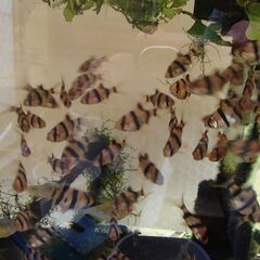 熱帯魚 スマトラ 、水草、珊瑚石
