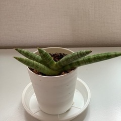 観葉植物　サンスベリア　ボンセレンシス