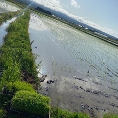 田植え補助　5月26まで