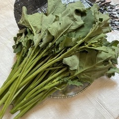 無農薬‼︎折な菜