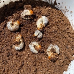 ギラファノコギリクワガタ  幼虫 7頭