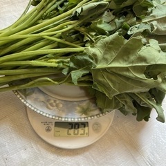 無農薬‼︎折な菜の画像