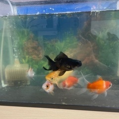 受け渡し者決まりましたの画像