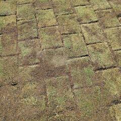 【至急】天然芝  今週中に引き取れる方の画像