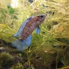 熱帯魚