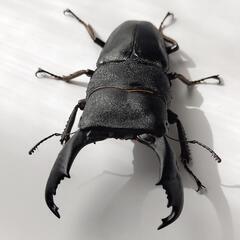 ★値下★【3匹セット】スラウェシオオヒラタクワガタ（セレベスヒラ...