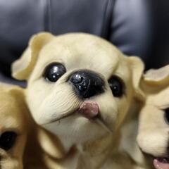 DOG＆ウェルカム　パグの画像