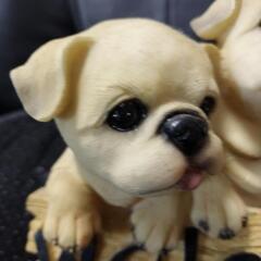 DOG＆ウェルカム　パグの画像