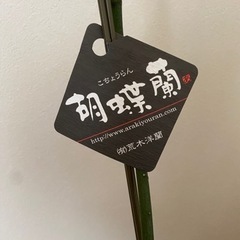 咲き終わった後の胡蝶蘭
の画像