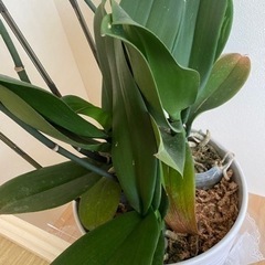 咲き終わった後の胡蝶蘭
の画像