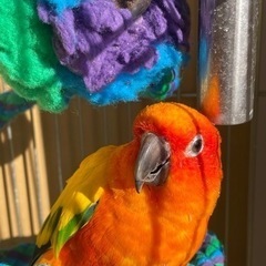 コガネメキシコインコ