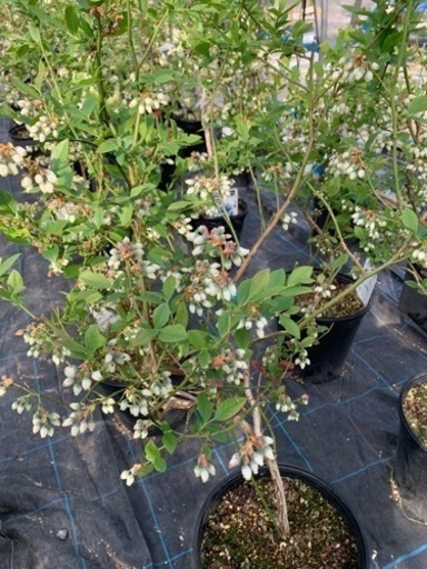 ブルーベリーの木　鉢植え　