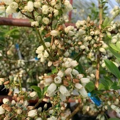ブルーベリーの木　鉢植え　