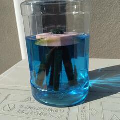 メダカの卵②