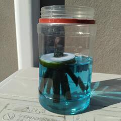 メダカの卵③