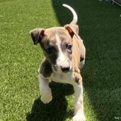 ウィペット　とても活発でやさしい子犬　2か月