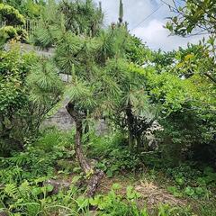 松の木4本、お好きな数だけどうぞの画像