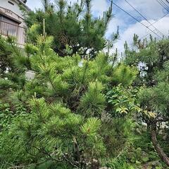 松の木4本、お好きな数だけどうぞの画像