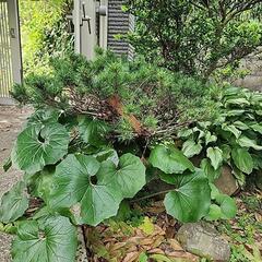 松の木4本、お好きな数だけどうぞ