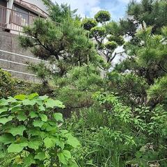 松の木4本、お好きな数だけどうぞの画像