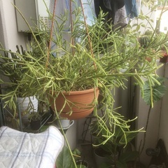 リプサリス　観葉植物