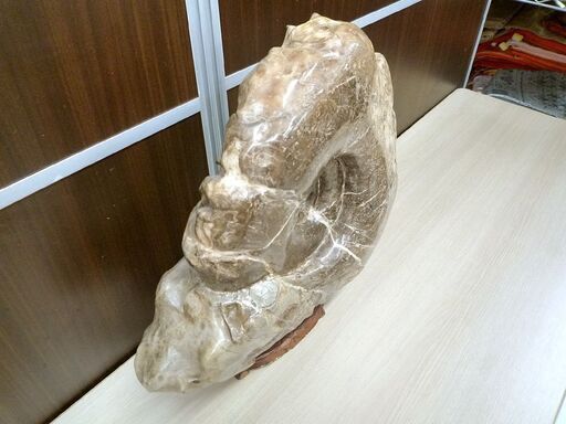 アンモナイト 化石 コレクション 観賞用 石 台座付き 横幅 約38cm 重量 約20Kg 中古 苫小牧西店