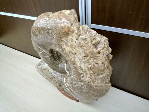 アンモナイト 化石 コレクション 観賞用 石 台座付き 横幅 約38cm 重量 約20Kg 中古 苫小牧西店