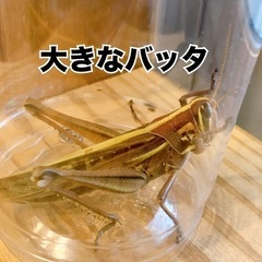 大きなバッタ🦗夜12時まで受取OK👍