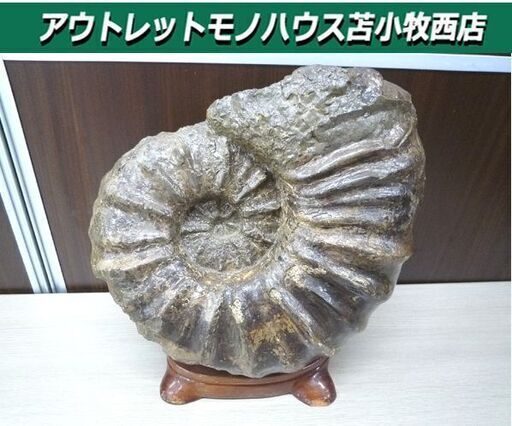 詳細不明 化石 コレクション 観賞用 石 置物 台座付き 横幅 約33cm 重量 約14Kg 中古 苫小牧西店