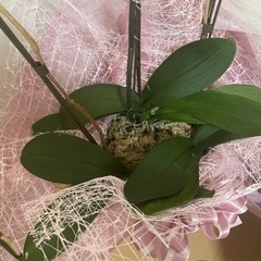 胡蝶蘭　育てていただける方差し上げます。の画像