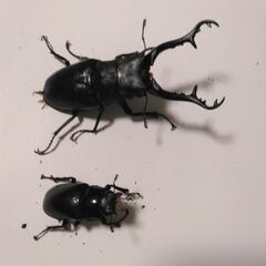 ギラファノコギリクワガタ 1の画像