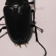 ギラファノコギリクワガタ 1の画像