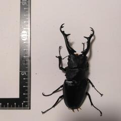 ギラファノコギリクワガタ 1