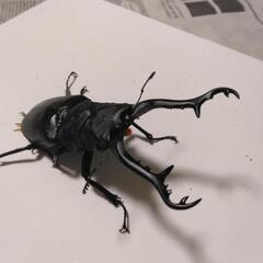 ギラファノコギリクワガタ 1の画像