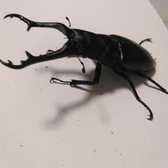 ギラファノコギリクワガタ 1の画像