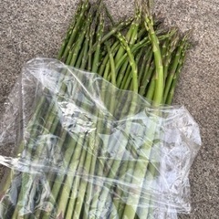 採れたて新鮮！無農薬アスパラ 野菜
