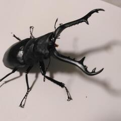 ギラファノコギリクワガタ　オス1メス2の画像