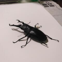 ギラファノコギリクワガタ　オス1メス2の画像