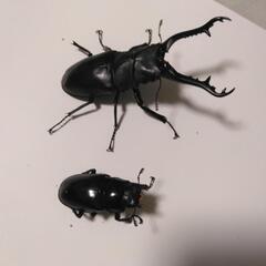 ギラファノコギリクワガタ　オス1メス2の画像