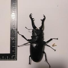 ギラファノコギリクワガタ　オス1メス2