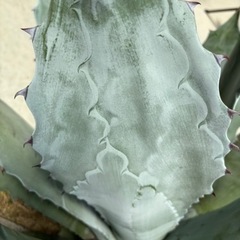アガベ　コロラータ　白岳殿　の画像