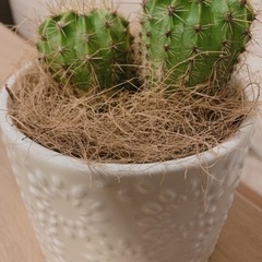 サボテン鉢植え（陶器鉢付き）