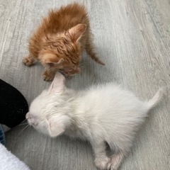 茶と白