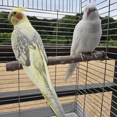 オカメインコ　ペア