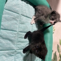 子猫里親募集